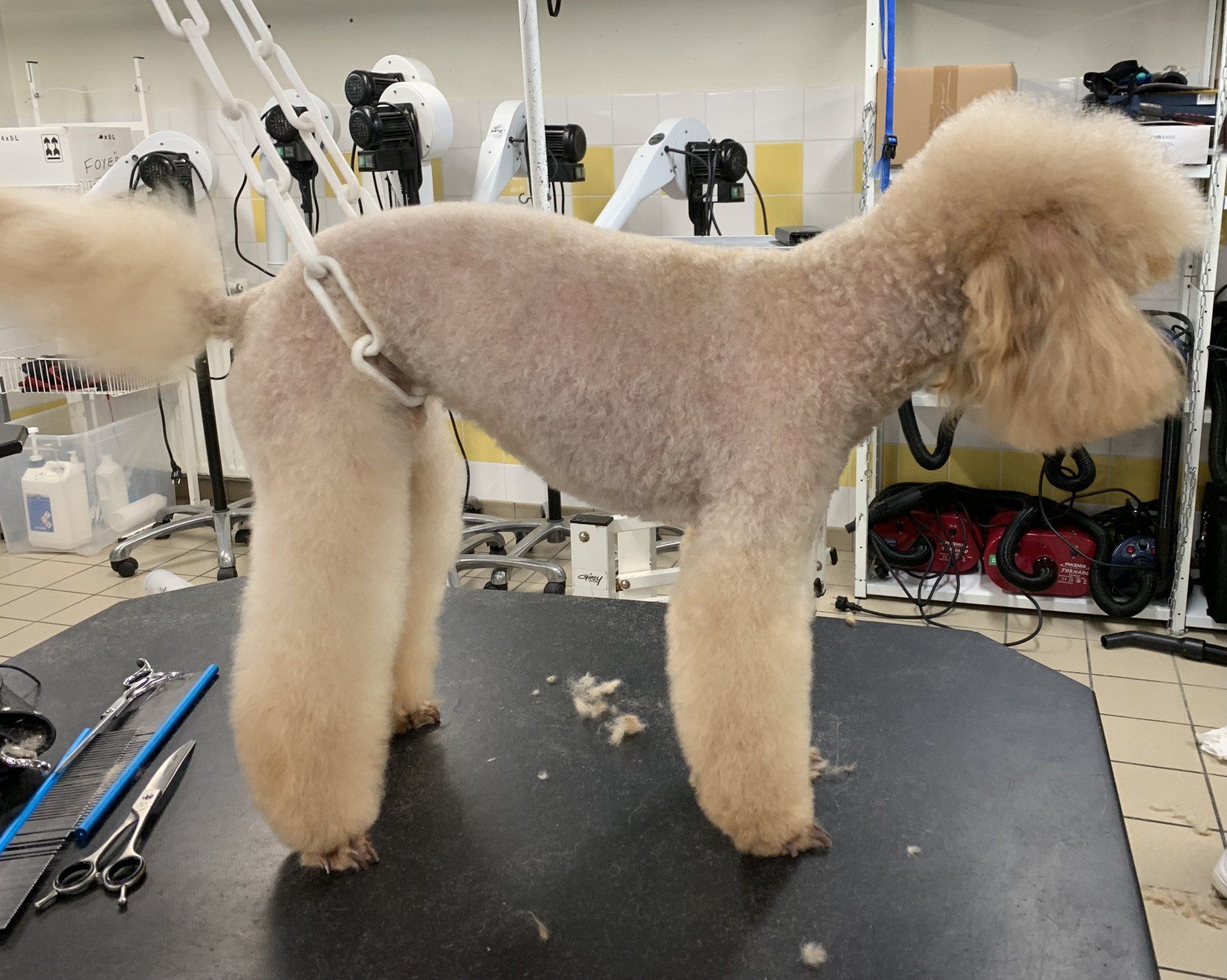 Chien blanc avec coupe de poil