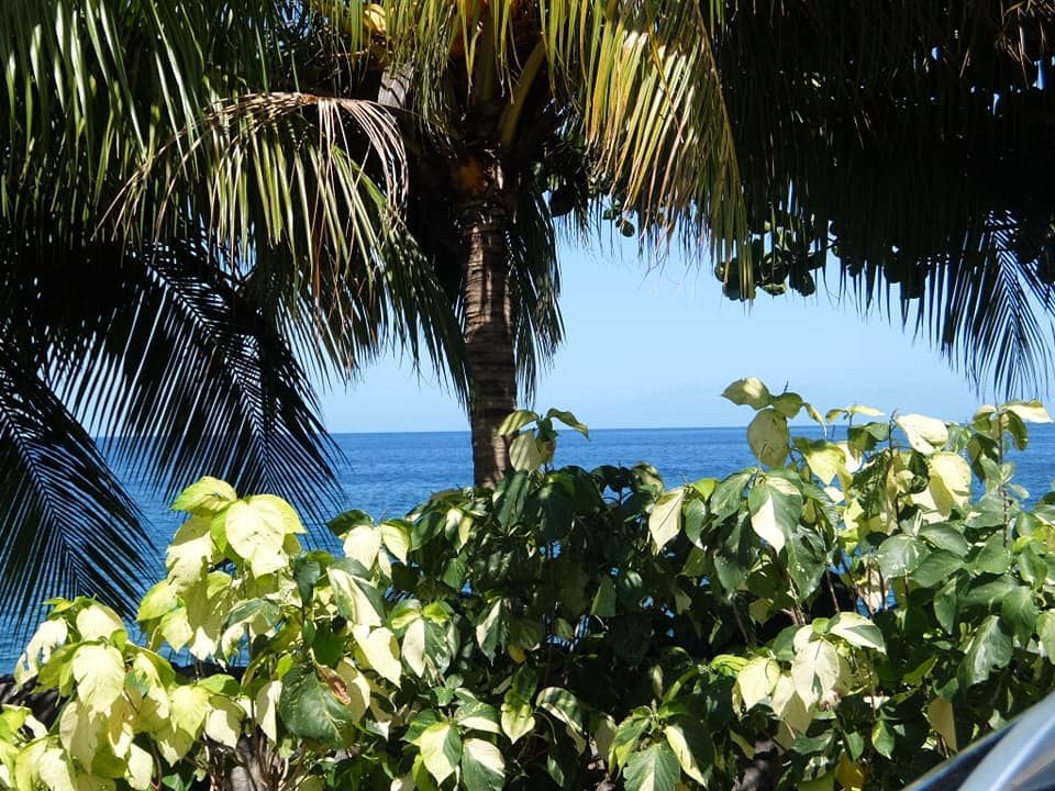 Vue sur des palmiers avec la mer en fond.