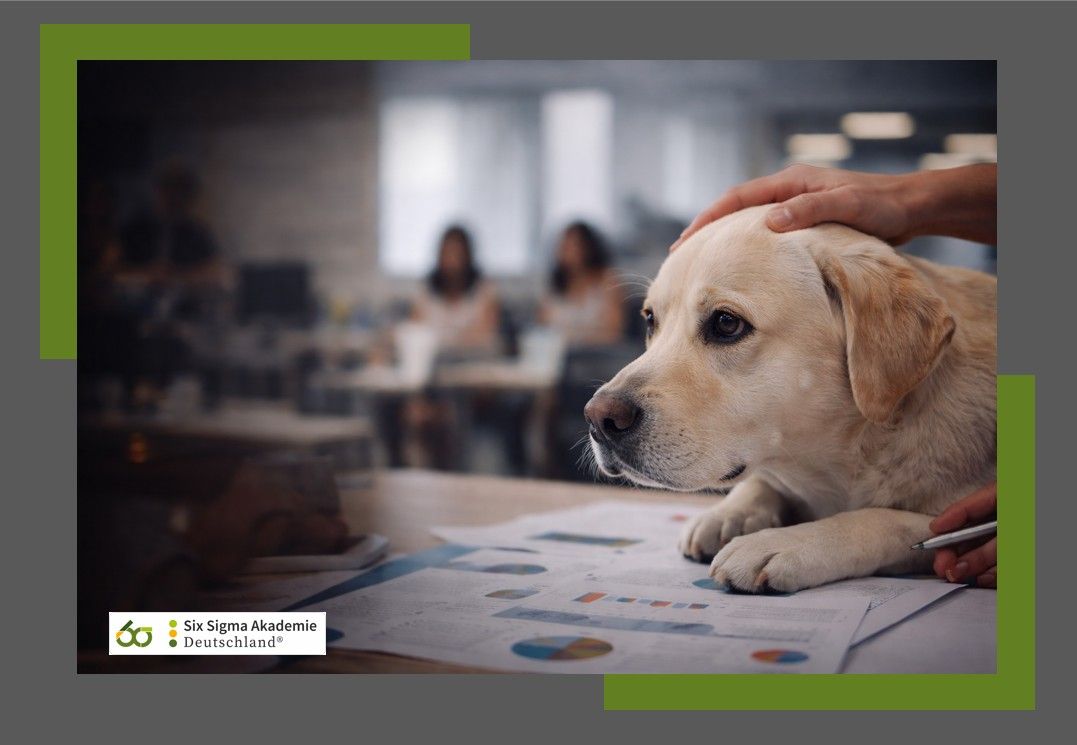 Sanfter Labrador Retriever liegt ruhig auf einem Schreibtisch mit Geschäftsunterlagen und Diagrammen
