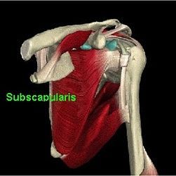 Réparation de la coiffe - Steve Brenn - Lausanne