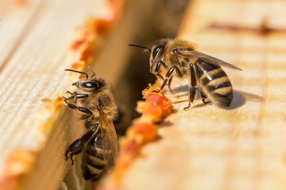 Bienen