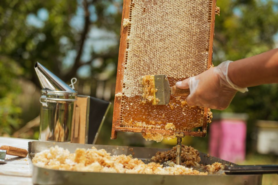 Inker beim Honigsammeln