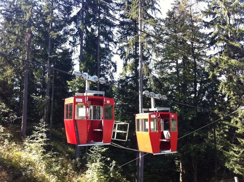 Zwei rote Seilbahnen, die zwischen hohen immergrünen Bäumen in einem Wald hängen.