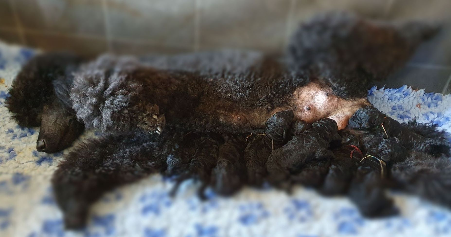 Die stolze Hundemama Innocent mit ihren 9 Welpen