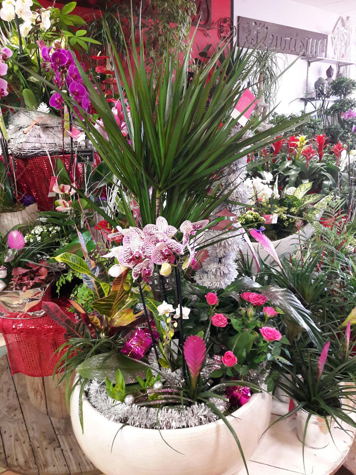 Composition de plantes d'intérieure