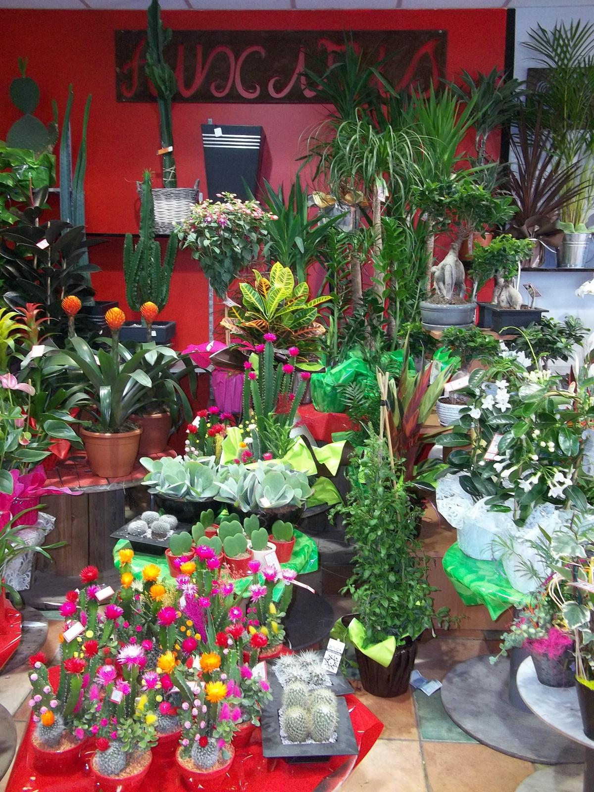 Compositions de plantes d'intérieure diverses