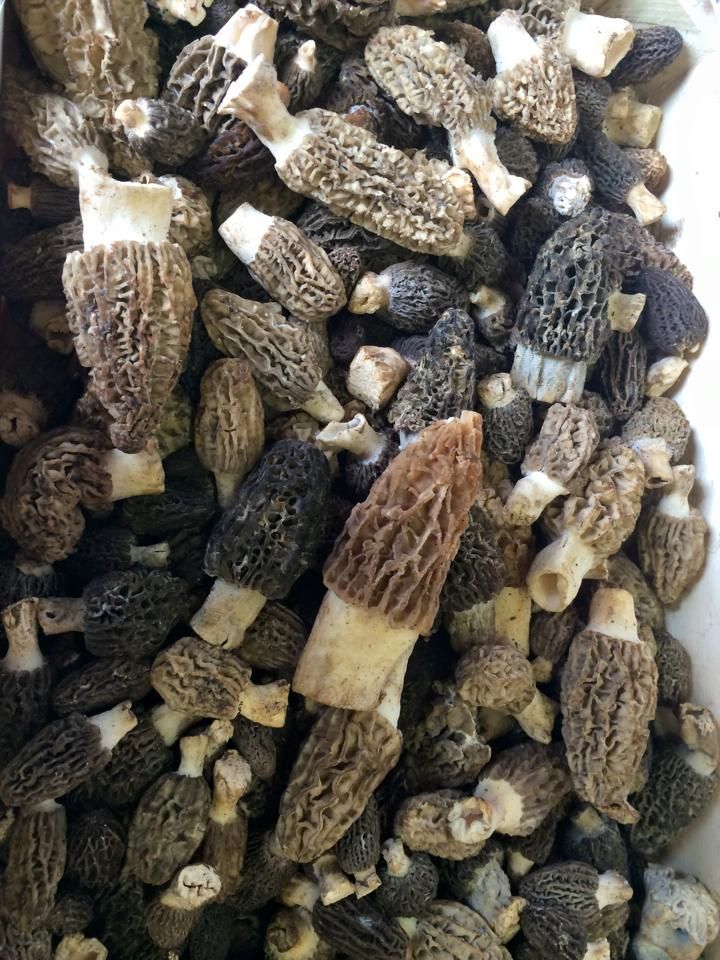 Restaurant Le Gueullhi