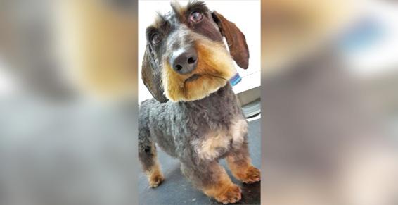 Teckel tondu et apprêté