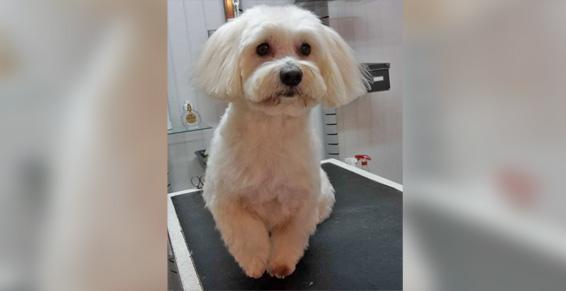 Bichon tondu