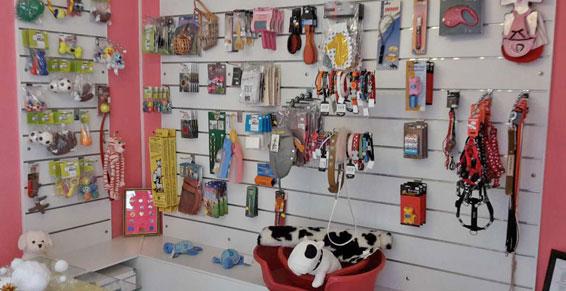 Accessoires pour chien