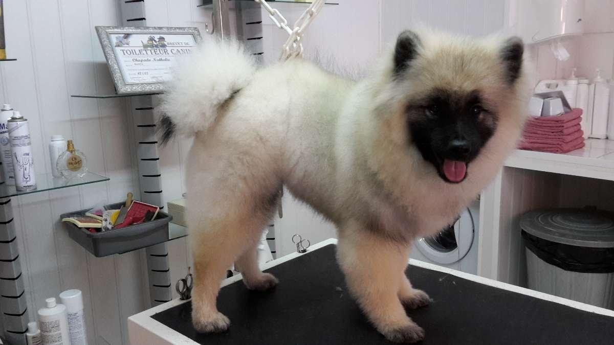 Chien taillé et shampouiné