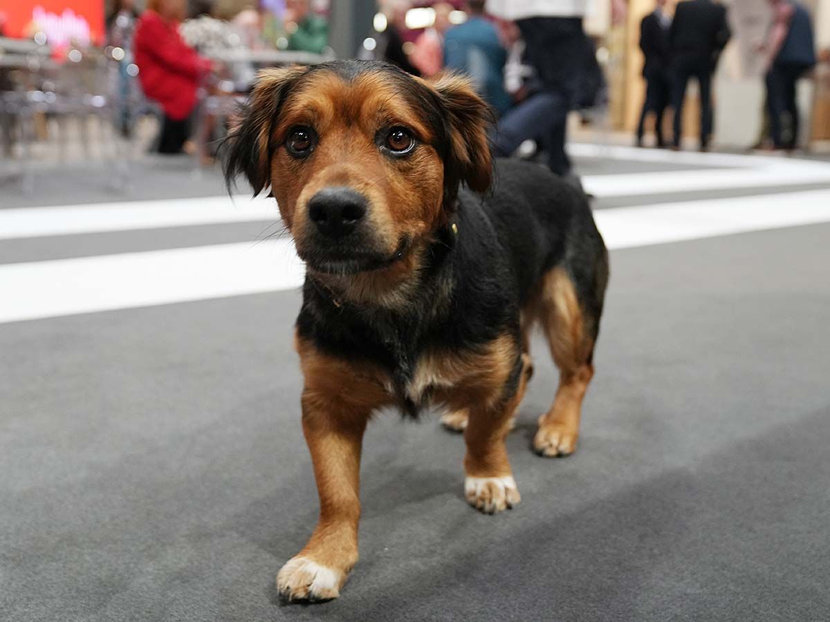 Impressionen der Messe living & style