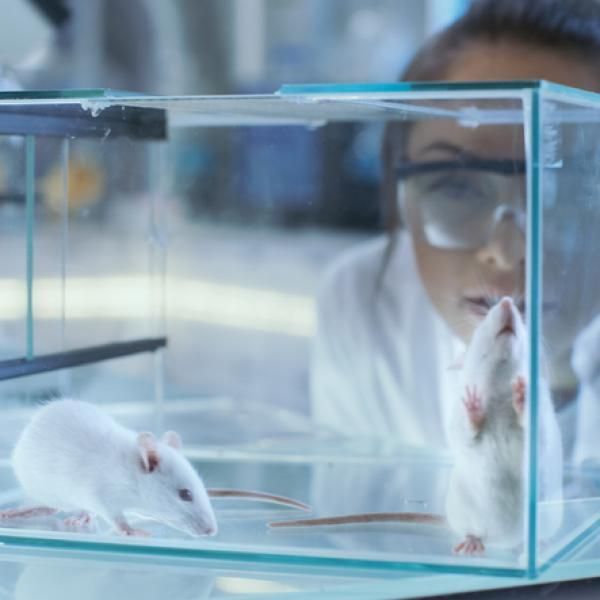 Un investigador con bata de laboratorio y gafas observa a dos ratones blancos en un recinto de cristal.