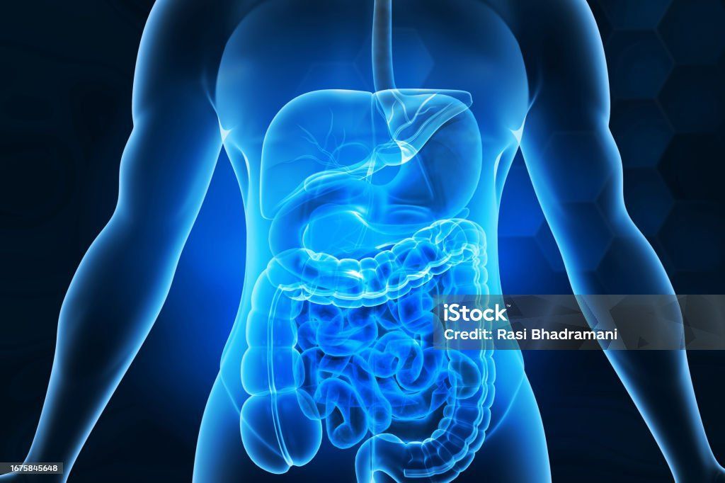 A glowing blue medical illustration of the human digestive system, showing the stomach and intestines inside a torso.