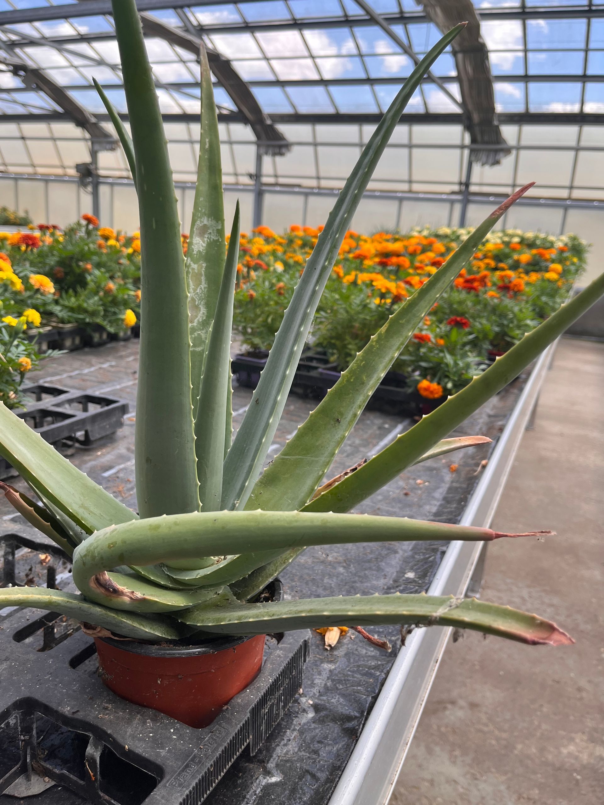 Aloe vera
