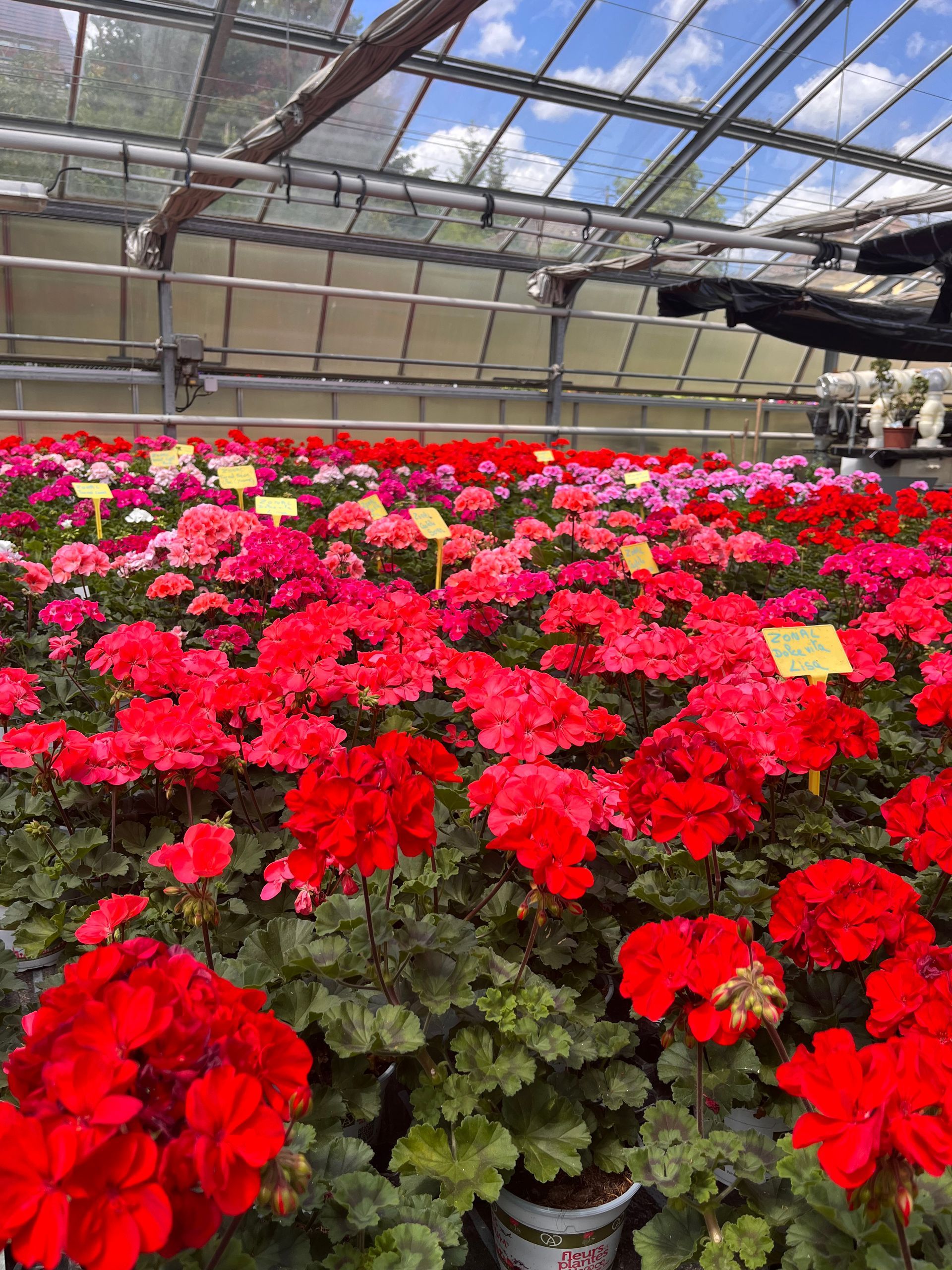 Géranium Zonal Dolce vita