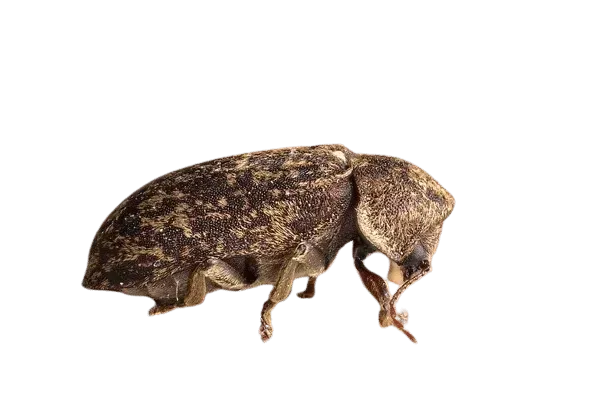 Une vrillette