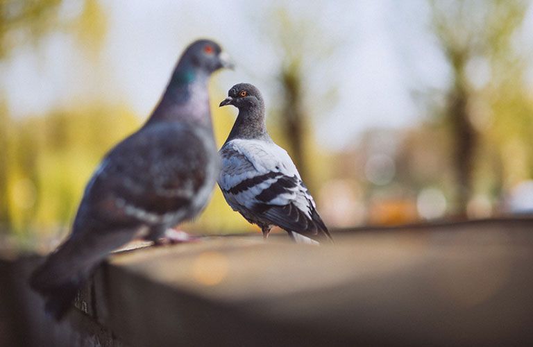 Deux pigeons sur un mur