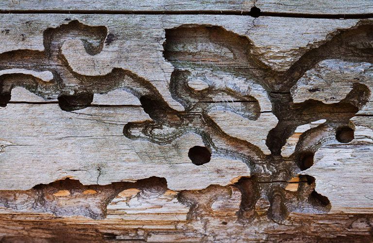 Dommages causés par des termites Bois endommagé par des termites