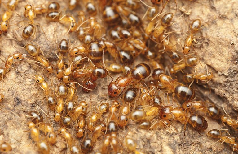 Des fourmis rouges sur un caillou
