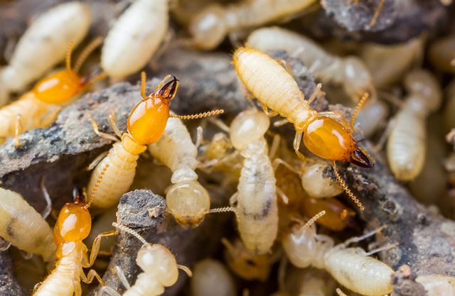 Désinsectisation - destruction insectes Quimper Finistère sud