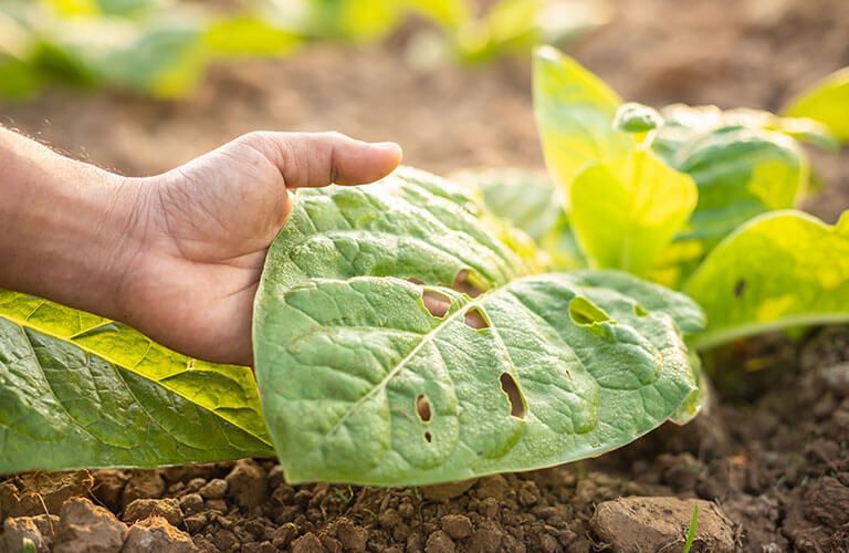 Dégâts de nuisibles Dégâts sur plante par des nuisibles
