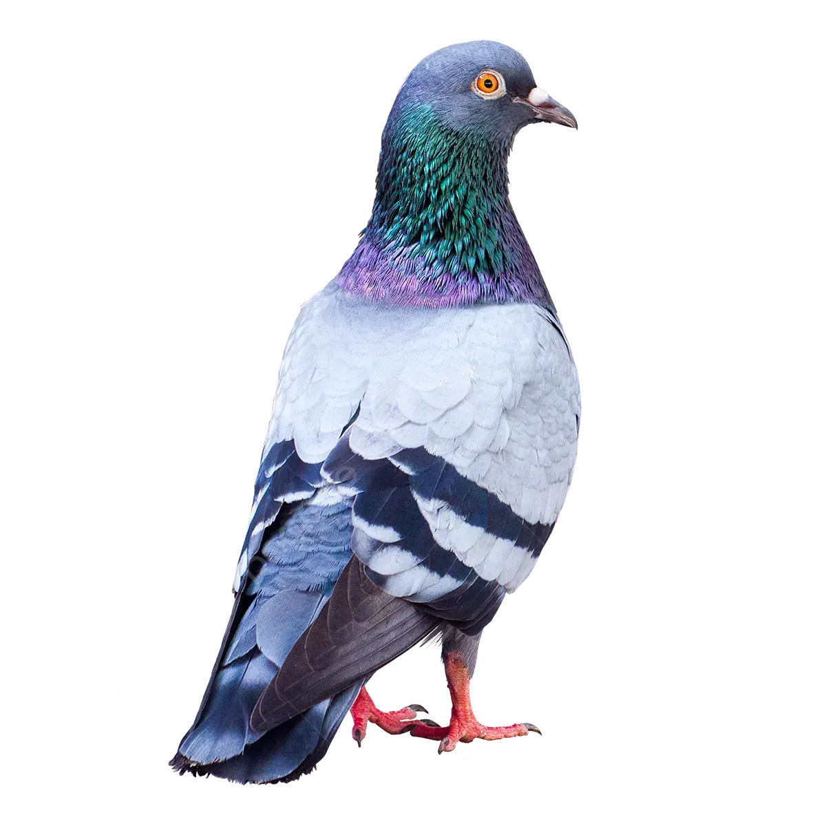 Un pigeon