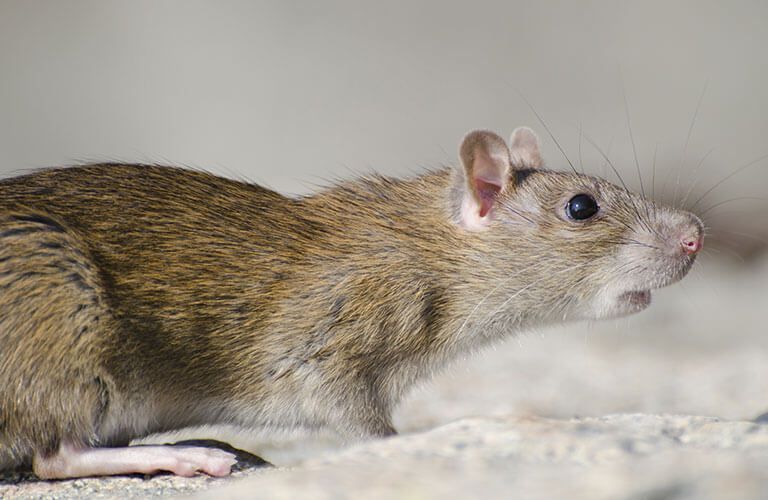 Rat Gros plan sur un rat