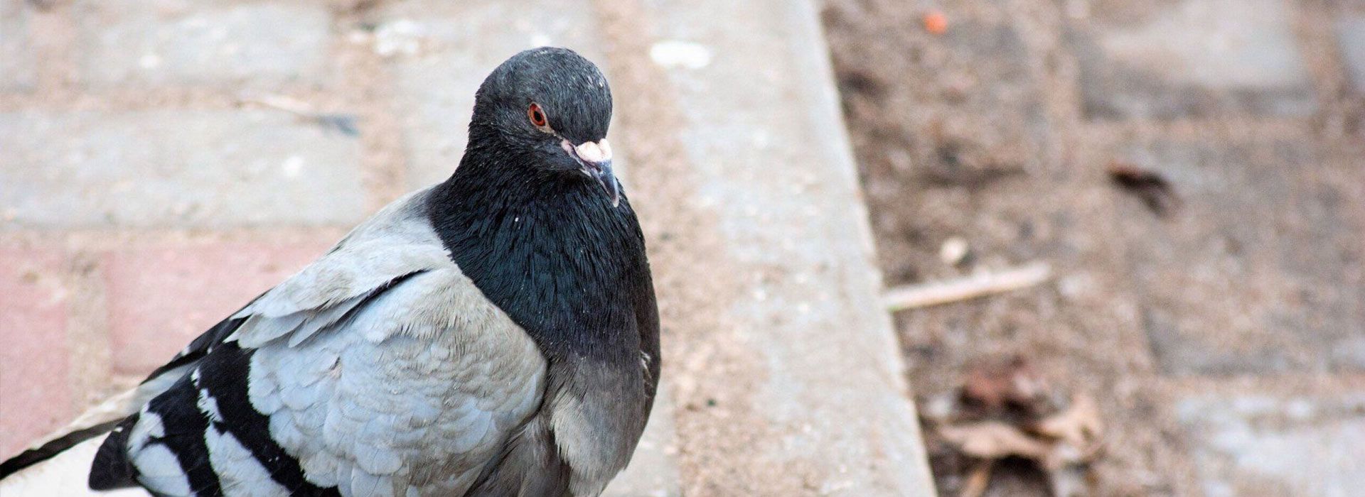 Pigeon sur un trottoir Pigeon sur un trottoir