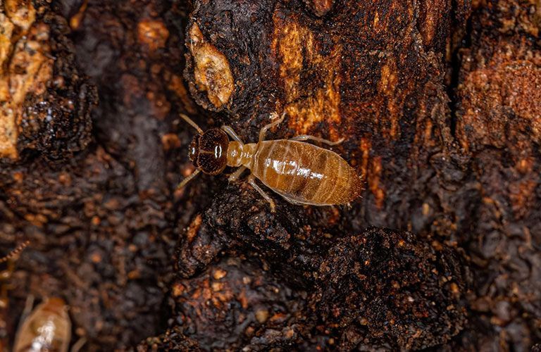 termite sur bois Vue d'un termite adulte sur du bois