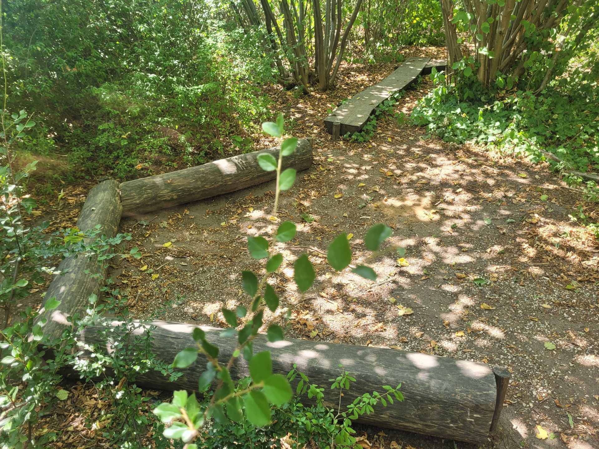 Baumstämme auf dem Boden