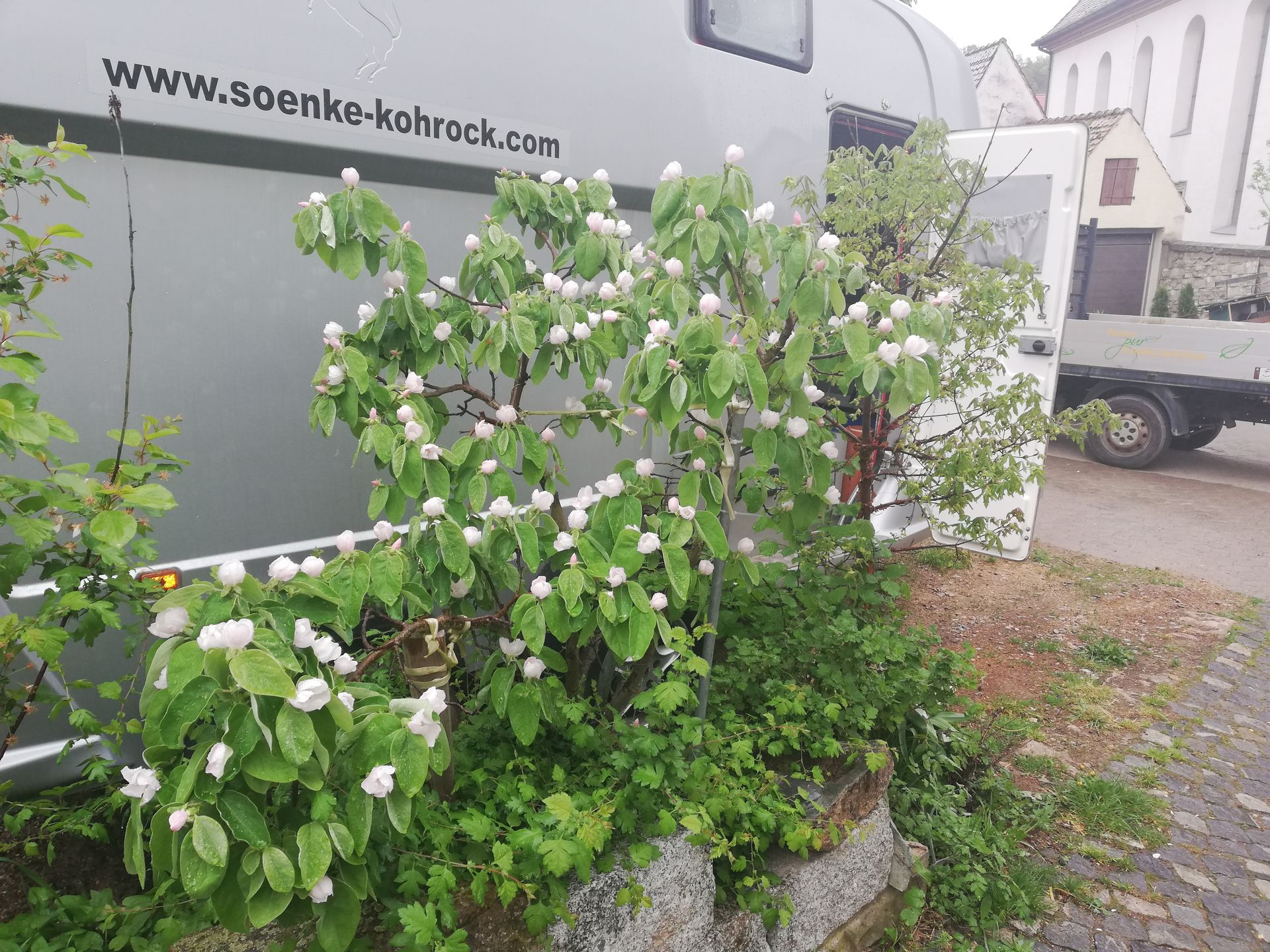 ein Van parkt neben Sträuchern mit weißen Blüten