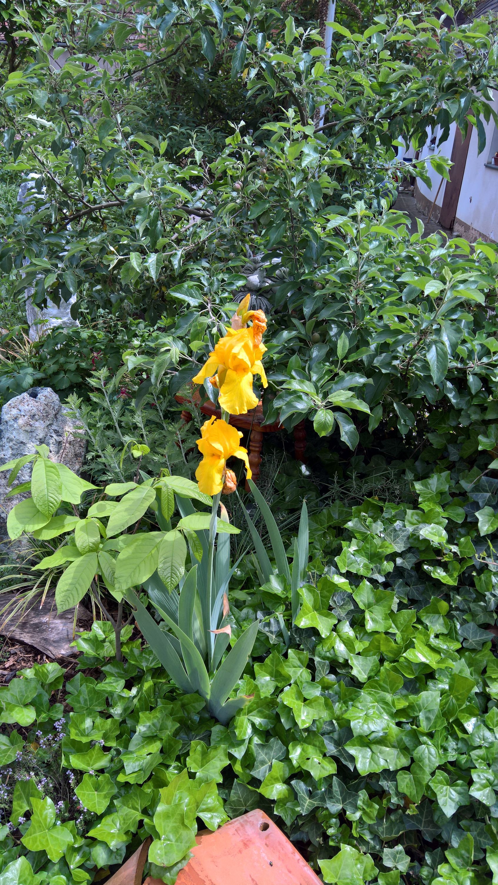 Pflanze mit gelben Blüten