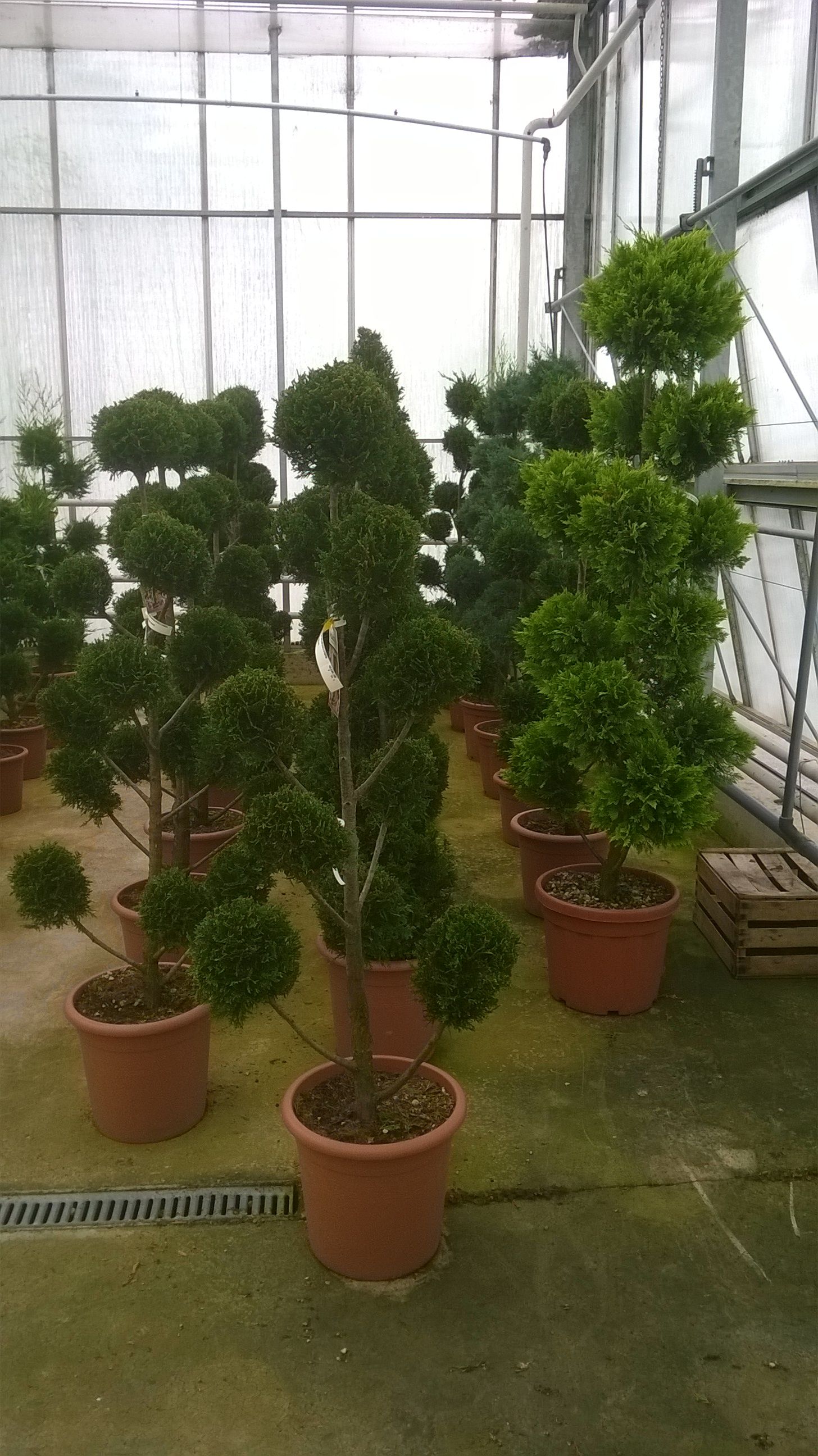 mehrere geschnittene Buchsbäume stehen in einem Gewächshaus