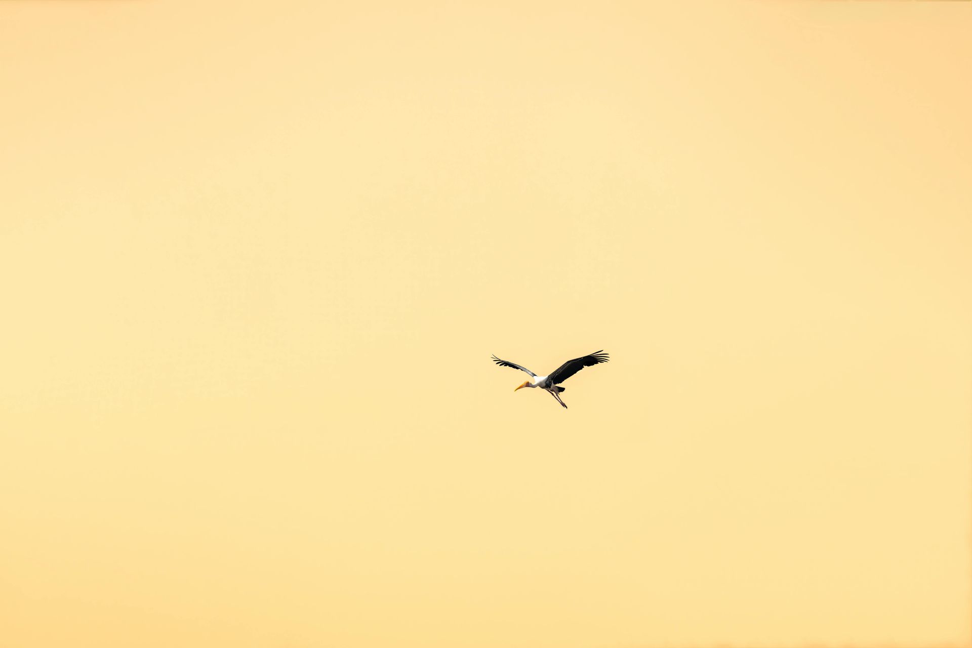 Ein Vogel im Flug vor einem orangefarbenen Himmel.