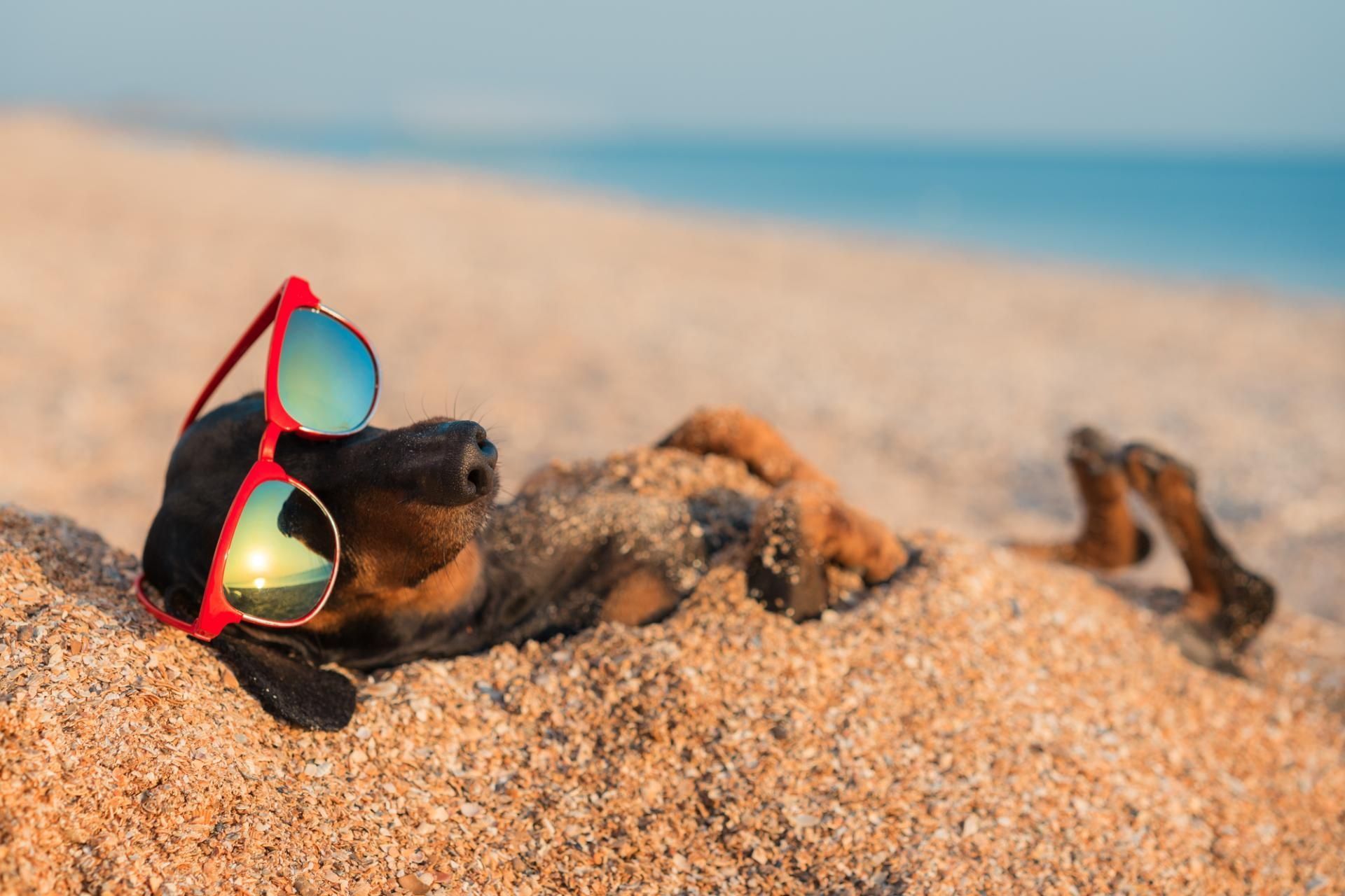Ein Dackel mit Sonnenbrille liegt mit Sand eingedeckt am Strand