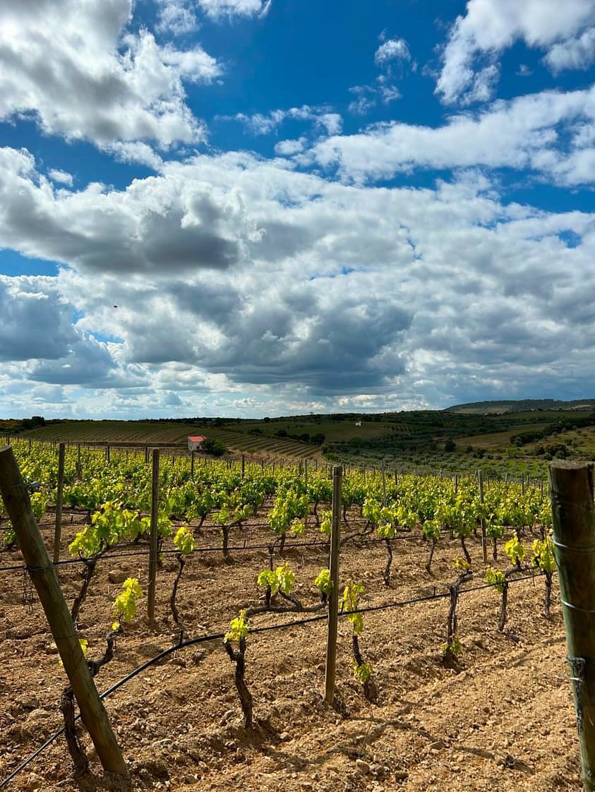 Paisagem Freixo de Espada à Cinta