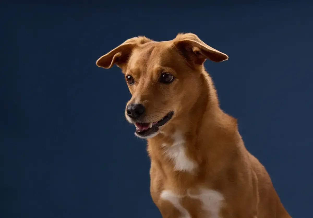 Perro pequeño blanco y marrón con la lengua fuera, que lleva un arnés colorido, sobre un fondo oscuro.
