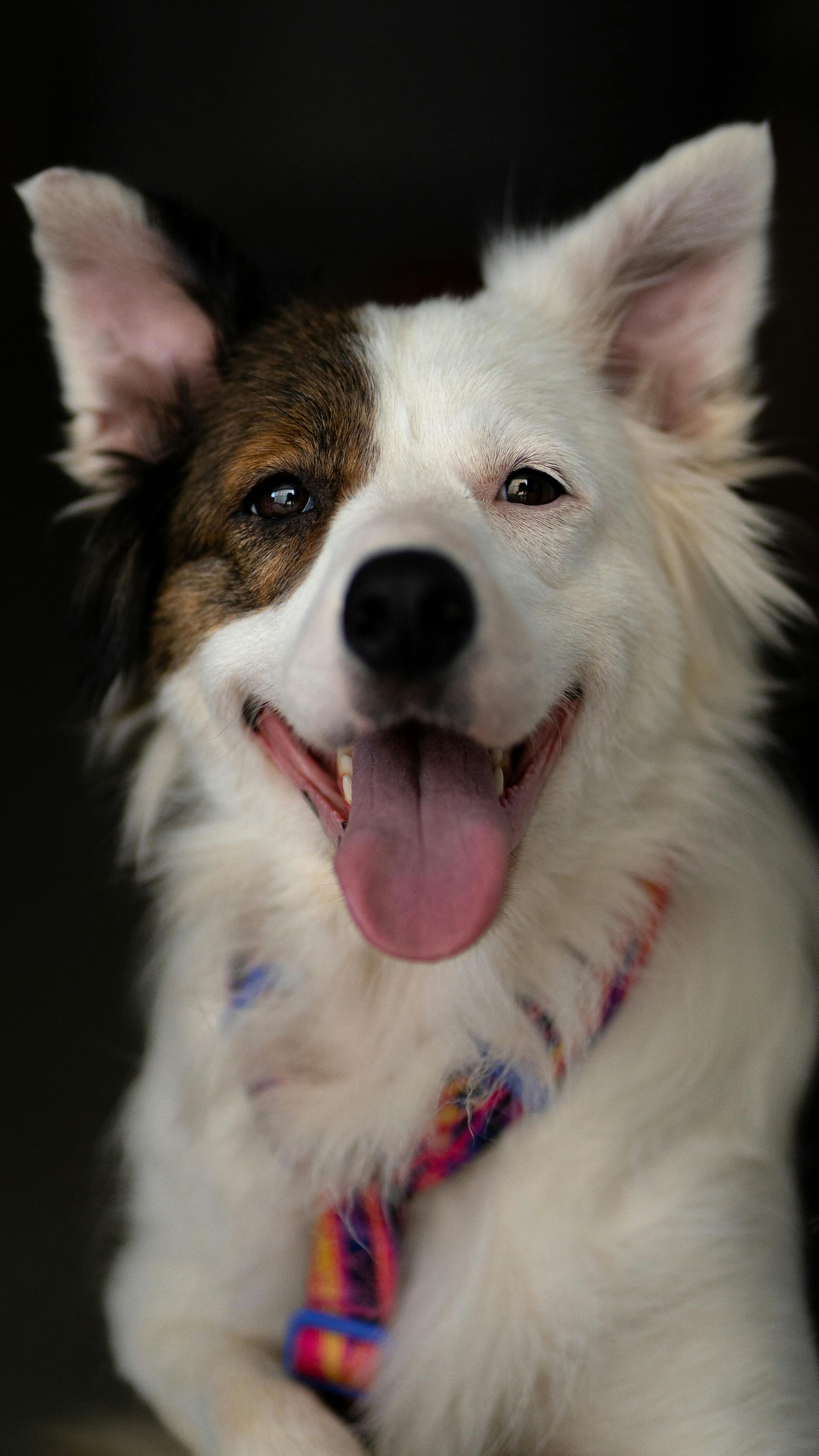 Perro pequeño blanco y marrón con la lengua fuera, que lleva un arnés colorido, sobre un fondo oscuro.