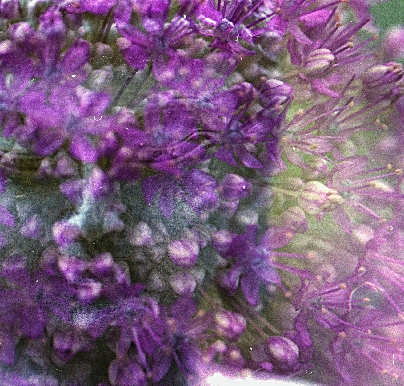 Espace floral violet