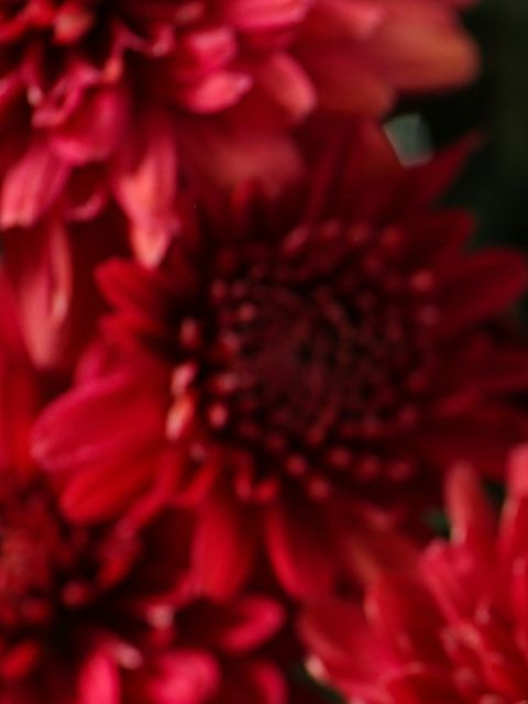 Gros plan sur des fleurs aux pétales rouges.