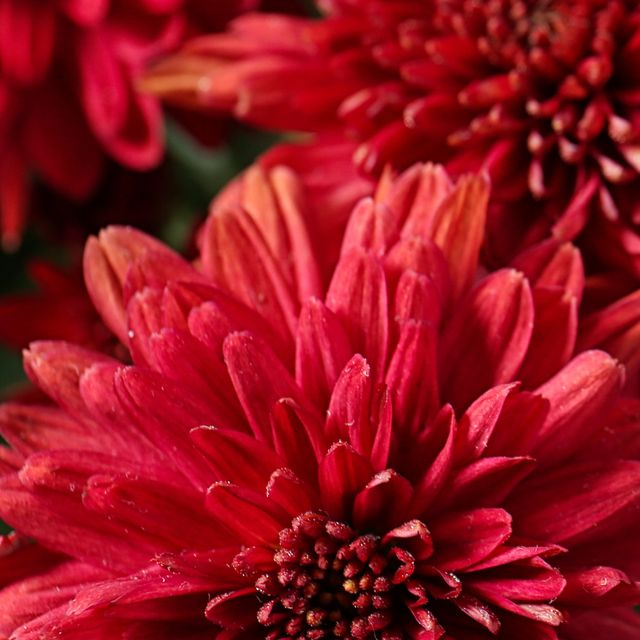 Gros plan sur des chrysanthèmes rouges en fleurs.