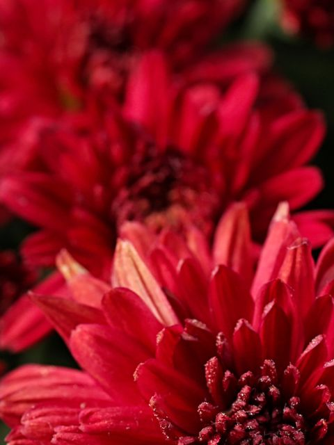 Gros plan sur des fleurs rouges éclatantes en pleine floraison.