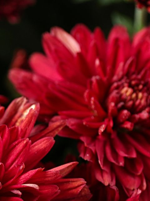 Gros plan sur des chrysanthèmes rouge vif présentés sur un fond sombre.