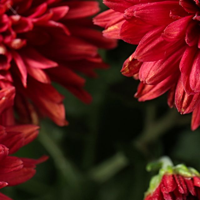 Gros plan sur des pétales de chrysanthème rouge.
