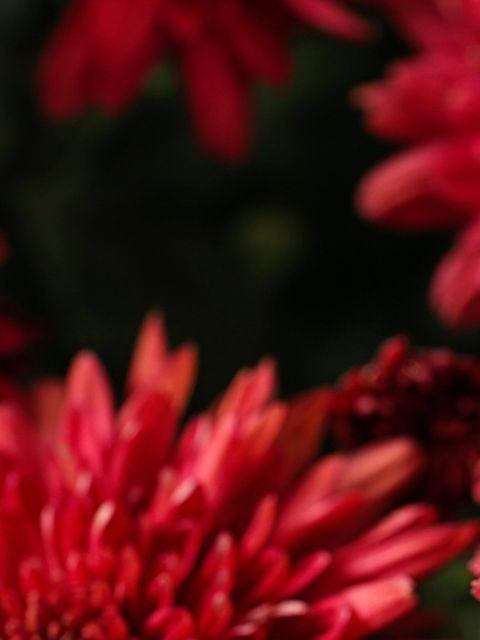 Gros plan de fleurs rouges sur un fond sombre et flouté.