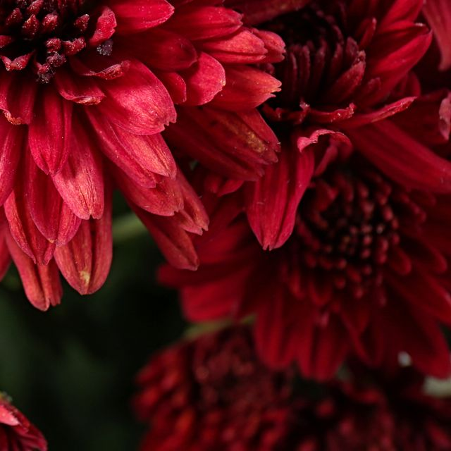 Gros plan sur des chrysanthèmes rouges.