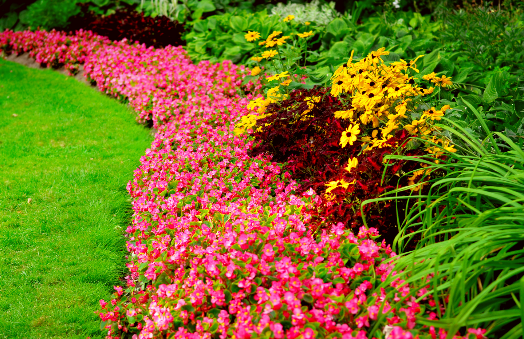 Un jardin rempli de fleurs roses et jaunes et d'herbe verte.