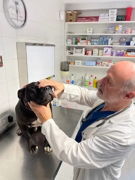 Veterinario examinando los ojos de un perro negro en una clínica. El veterinario tiene el pelo blanco y lleva una bata blanca.