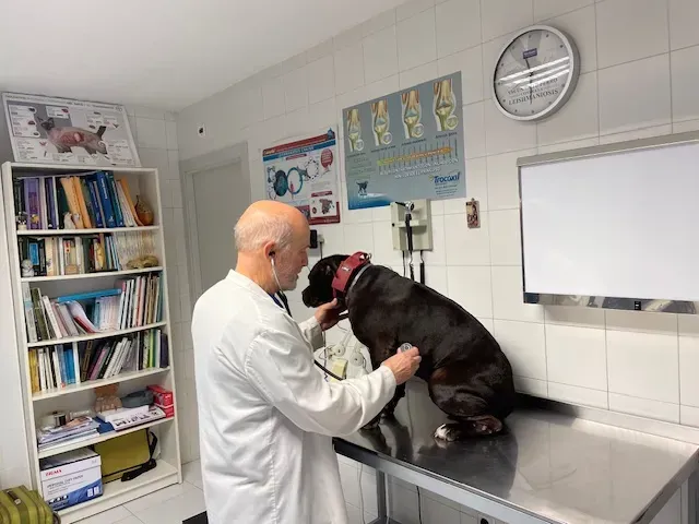 Veterinario con bata blanca escuchando el pecho de un perro negro con un estetoscopio en la mesa de examen en la clínica.